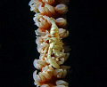  Coral Whip Shrimp. Shot Olympus SP350 29th December 2010. Shrimp 2010  